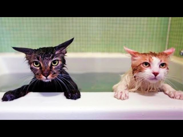 Funny animals – Funny cats / dogs – Funny animal videos 240