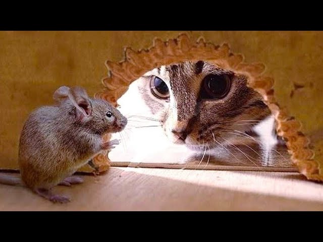 Funny animals – Funny cats / dogs – Funny animal videos 241
