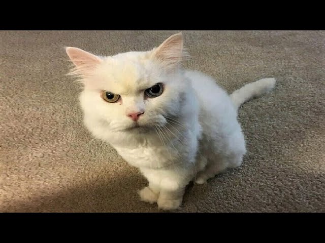 Funny animals – Funny cats / dogs – Funny animal videos / Best videos of September 2022