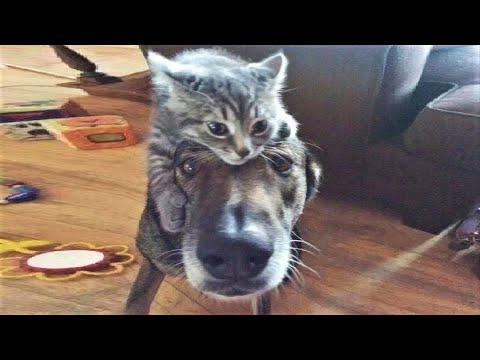 Funny animals – Funny cats / dogs – Funny animal videos / Best videos of October 2022