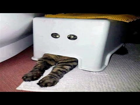 Funny Animal Videos 2022 😂 – Funniest Cats And Dogs Video 😺😍