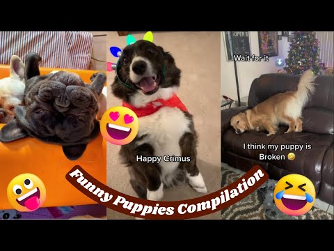 Funny and Beautiful Dog Videos – Funny Puppies Compilation