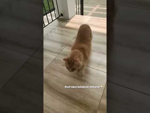 Omg funny cat and dog videos | funny dog | funny cat #funnycat #funnydog #funnyanimal😘😘😘😘🥰🥰🥰🥰😍😍😍😍😂😂😂