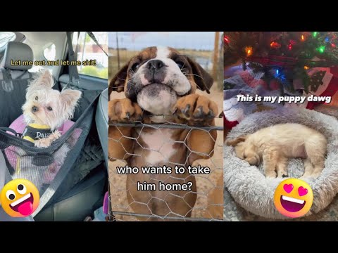 THE BEST FUNNY DOG VIDEOS – Funny Puppies Compilation