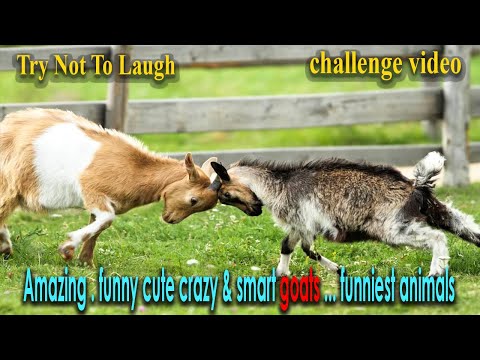 Try Not To Laugh .Amazing . funny animal videos …  cute . crazy & smart goats …