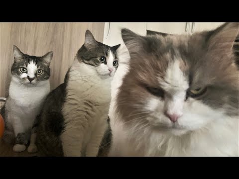 Funny animals – Funny cats / dogs – Funny animal videos 250