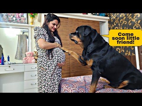 My dog is waiting for newborn baby | Rottweiler | funny videos