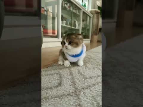 Omg funny cat and dog videos | funny dog | funny cat #funnycat #funnydog #funnyanimal😘😘😘😘🥰🥰🥰🥰😍😍😍😍😂😂😂