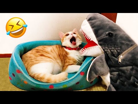 Funny Animal Videos 2022 😂 – Funniest Cats And Dogs Videos 😺😍 #28