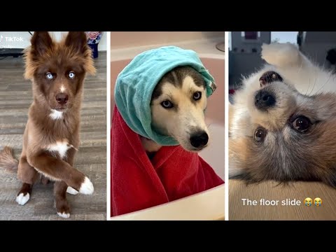 Funny ANIMALS Compilation Video! 🤣🤣