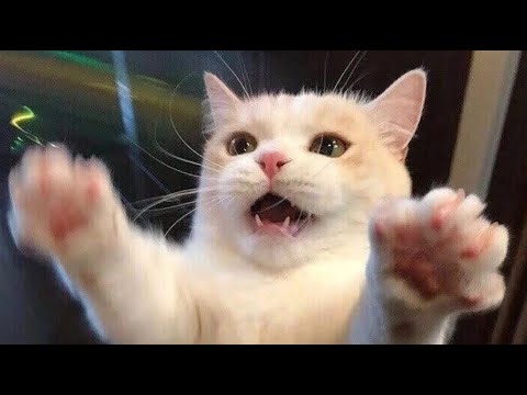 Funny animals – Funny cats / dogs – Funny animal videos 249