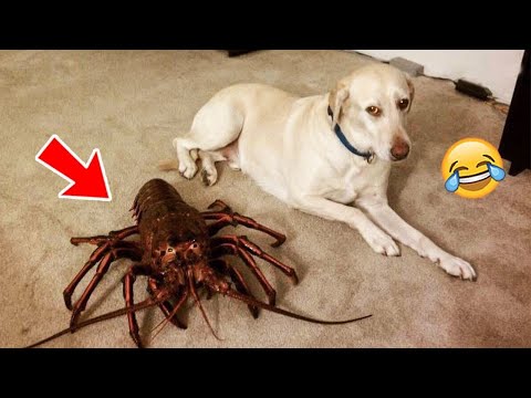 Best Funny Animal Videos 2022 🐶🐴 – Funniest Dogs And Cats Videos 😁🙈 #49