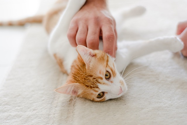 Caring For Cats — Tips And Tricks To Do So