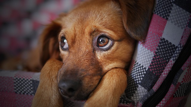 How To Indroduce Your New Puppy Into A House With Other Animals.