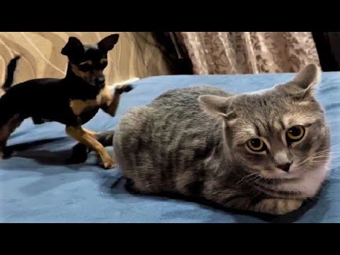 Funny animal videos – Funny cats / dogs – Funny animals 245