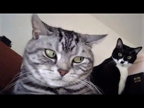 Funny animal videos – Funny cats / dogs – Funny animals 246