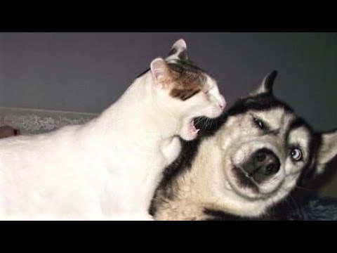 Funny animal videos – Funny cats / dogs – Funny animals 247