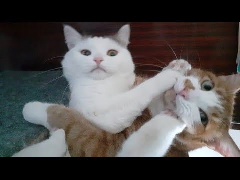 Funny animal videos – Funny cats / dogs – Funny animals 244