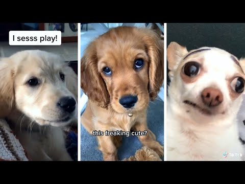 Best DOGS Compilation Video! 🐶🤣