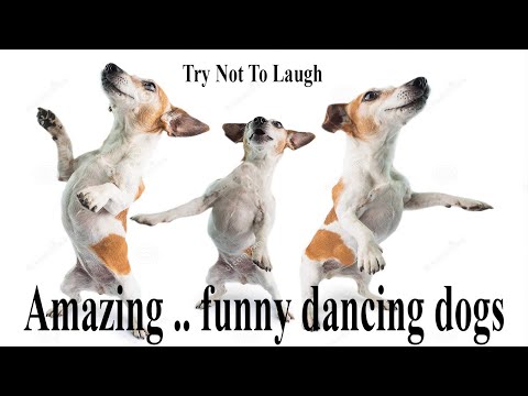 Try Not To Laugh .. dancing dog .. Best dog videos