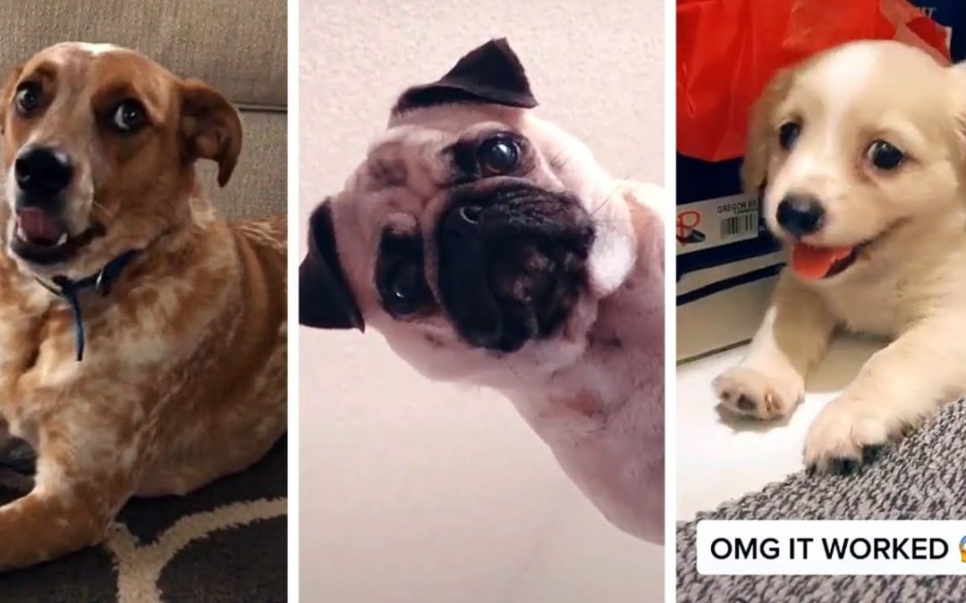 Funniest DOGS compilation on the internet! 🐶🤣