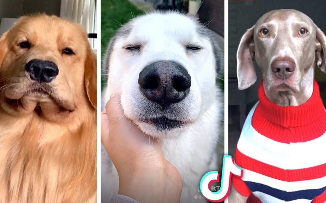 Funniest DOG Videos 2022 😂 The Best PUPPY Videos! 🐶