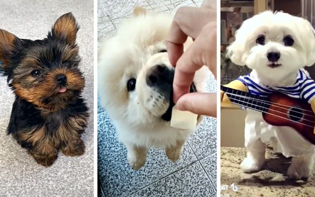 Best DOGS on the internet! 🐶 (Funny DOGGOS Compilation) 🥰