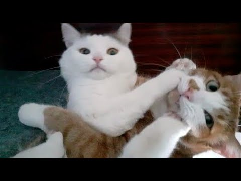 Funny Animal Videos 2022 😂 – Funniest Cats And Dogs Video 😺😍