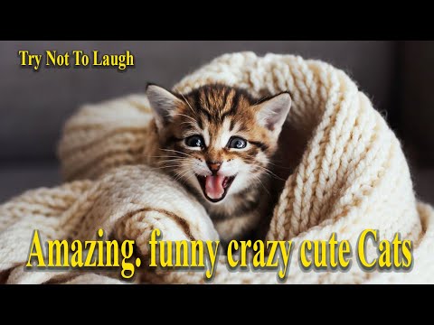 Try Not To Laugh .. Amazing. funny crazy cute Cats .. Best animal videos