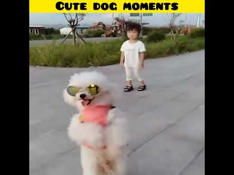 Cute dog moments | Part-12 | funny dog videos in Bengali| #shorts #shortvideo #funny