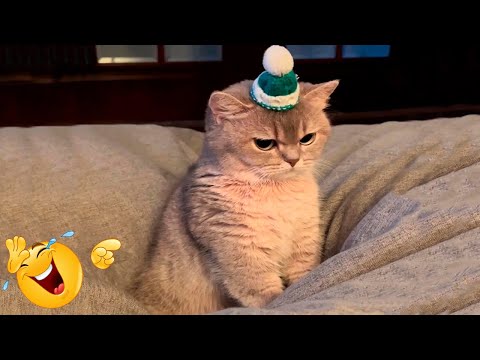 Best Funny Animal Videos Of The 2022 🤣 – Funniest Cats And Dogs Videos 😺😍