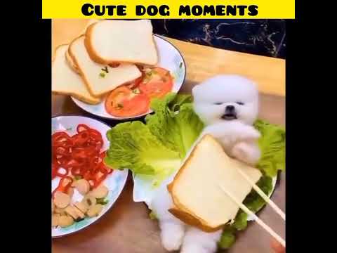 Cute dog moments | Part-14 | funny dog videos in Bengali| #shorts #shortvideo #funny