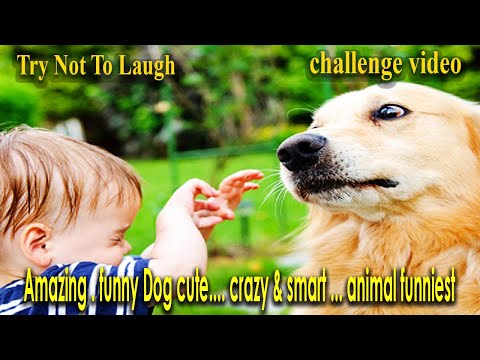 Try Not To Laugh .Best dog videos . Amazing . funny Dog cute… crazy & smart … animal funniest