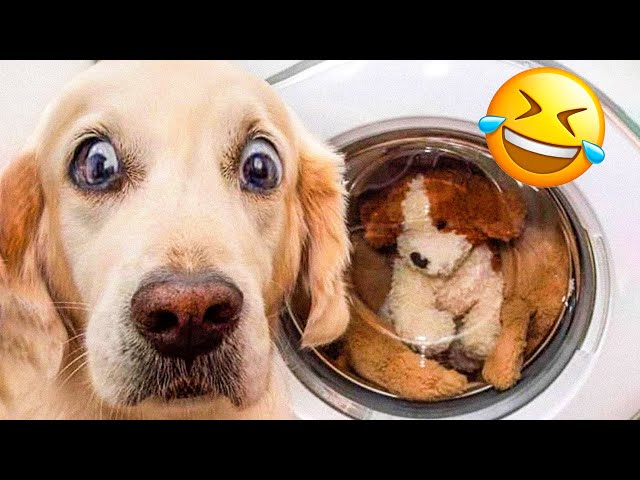 Funniest Dogs And Cats Videos 😅 – Best Funny Animal Videos 2022 😜 #7