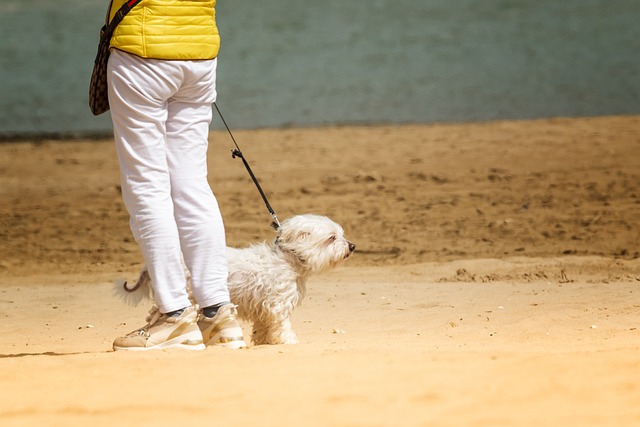 Things That You Need To Know To Effectively Train Your Dog