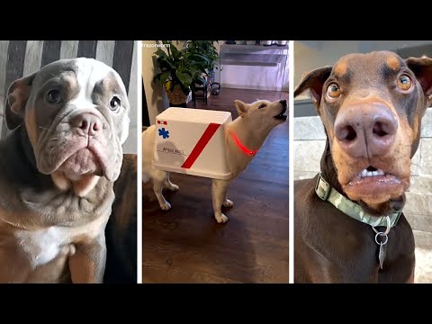 Best DOG Videos Ever!! 🐶 (Compilation of Funny Doggos) 🐶
