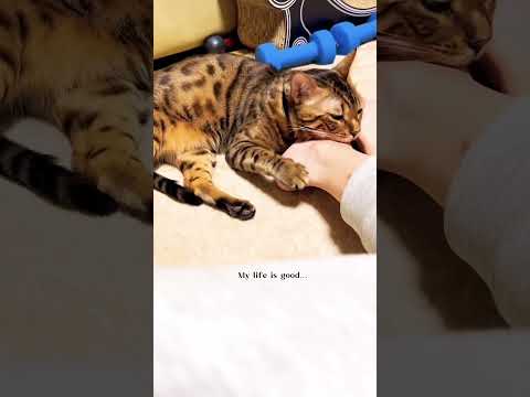 #cute #funny #cats Omg funny cat and dog videos | funny dog | funny cat  #funnyanimal😘😘😘😘🥰🥰🥰🥰😍😍😍😍😂😂😂