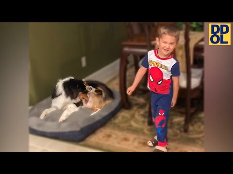 TRY NOT TO LAUGH FUNNY DOG TRAINING FAILS VIDEOS 2022 #4