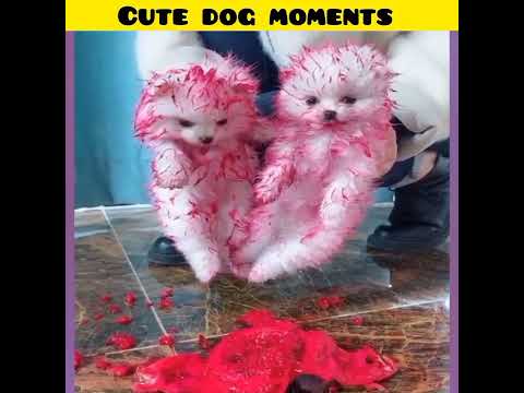 Cute dog moments | Part-15 | funny dog videos in Bengali| #shorts #shortvideo #funny