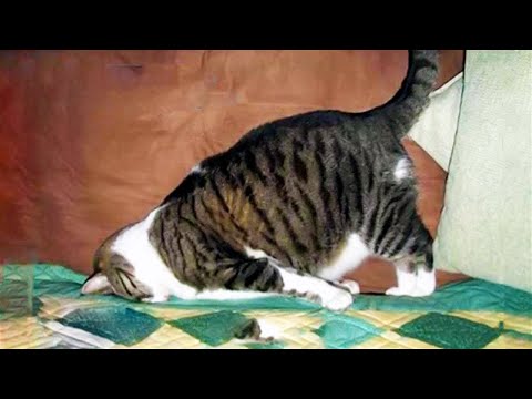 Funny Animal Videos 2022 😂 – Funniest Cats And Dogs Video 😺