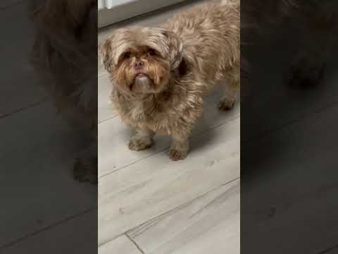 Dog haircut | LEG DAY🤣| cutest Shorkie dogs | cute dogs | best dogs videos | funny dogs animals cat