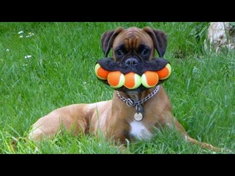 Funny Animal Videos 2022 😂 – Funniest Cats And Dogs Video 😺😍