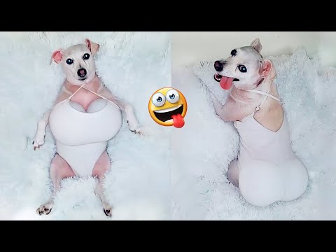 Best Of 2022 – Funny Dogs Videos – Try Not To Laugh