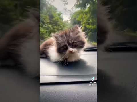 #cute #funny #cats Omg funny cat and dog videos | funny dog | funny cat #funnyanimalπππππ₯°π₯°π₯°π₯°πππππππ
