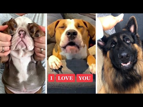 Funniest DOG videos on the Internet! 🐶 Ultimate Doggos Compilation! 🐶