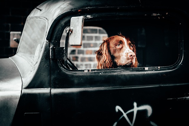 Canine Training Strategies For Novice Dog Trainers