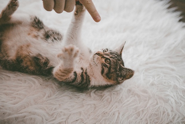 Cat Care Tips To Keep Your Pet Purring.