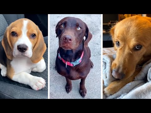 Funny Doggos Compilation! 🐶 (Most Viral DOGS on the Internet) 🐶