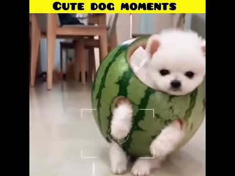 Cute dog moments | Part-37| funny dog videos in Bengali| #shorts #shortvideo #funny