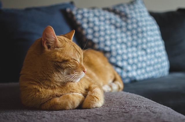 Enjoy A Healthy, Strong Cat With These Solid Tips.